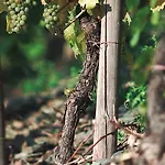 Und Weingut Moselblick Gasthof Brauneberg