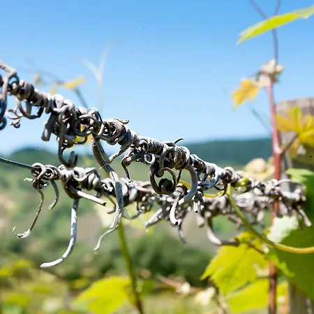 Pensjonat Und Weingut Moselblick