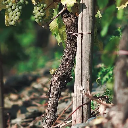Und Weingut Moselblick بيت ضيافة برونبيبيرغ