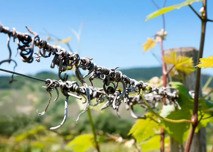 게스트하우스 Und Weingut Moselblick