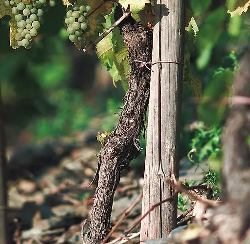 Und Weingut Moselblick בית הארחה בראונברג